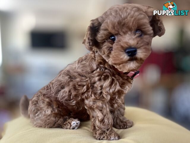 Tiny Treasure: Adorable Poodle-Chihuahua Mix Puppy for sale