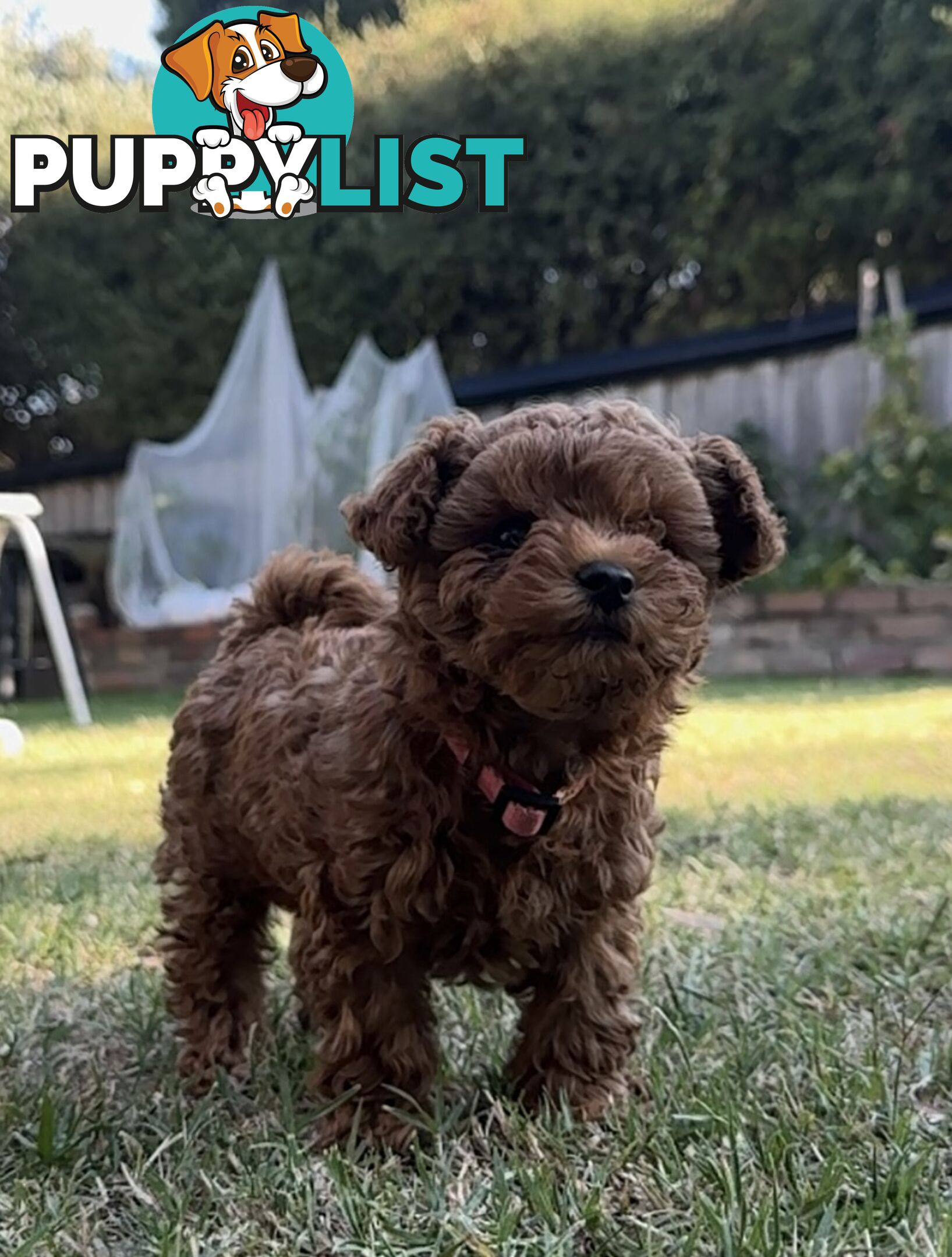 Tiny Treasure: Adorable Poodle-Chihuahua Mix Puppy for sale