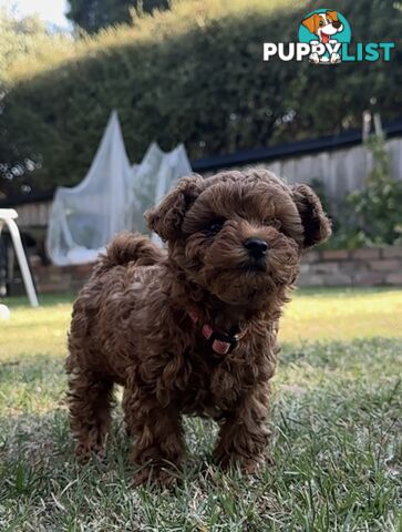 Tiny Treasure: Adorable Poodle-Chihuahua Mix Puppy for sale