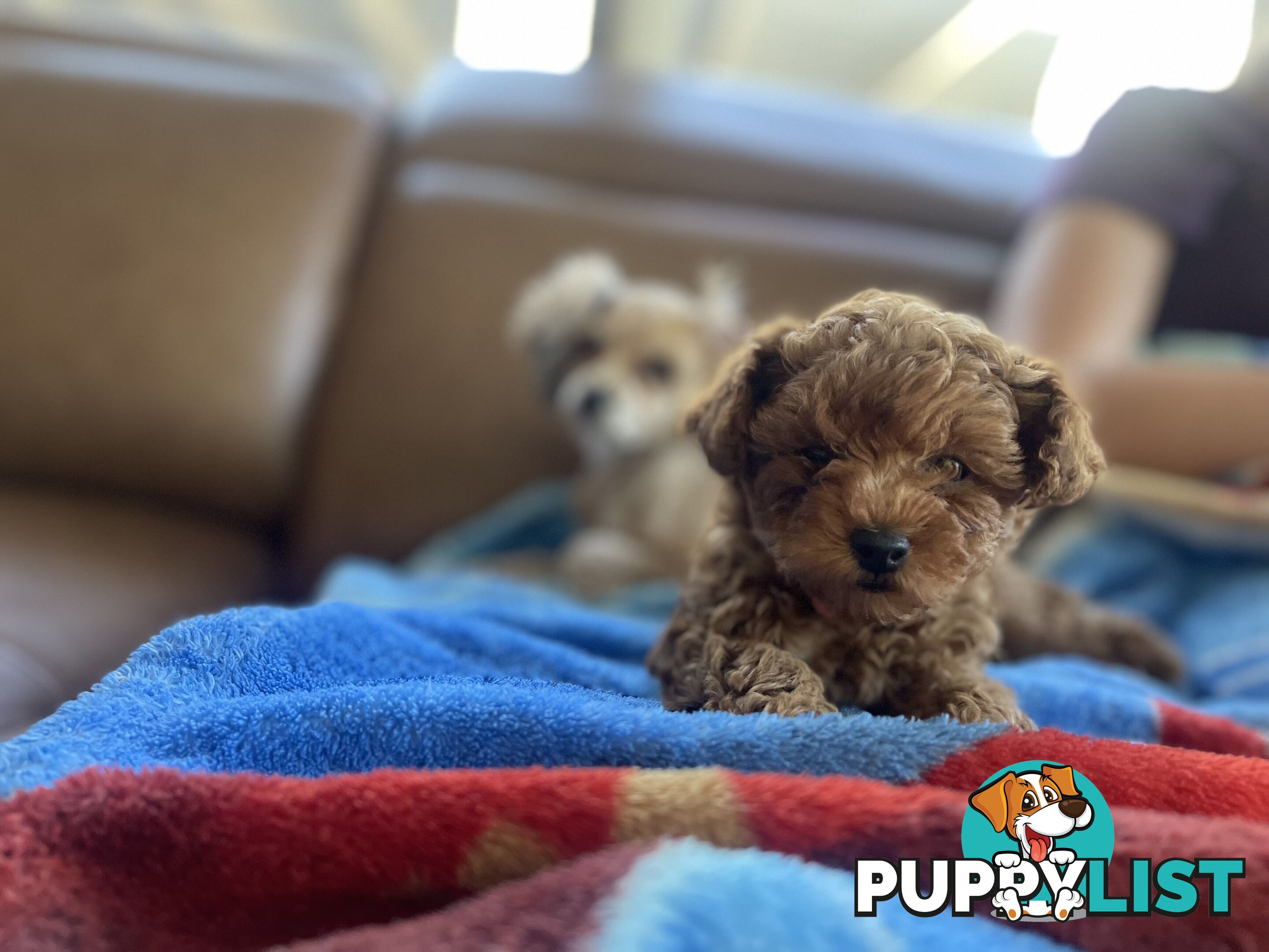 Tiny Treasure: Adorable Poodle-Chihuahua Mix Puppy for sale