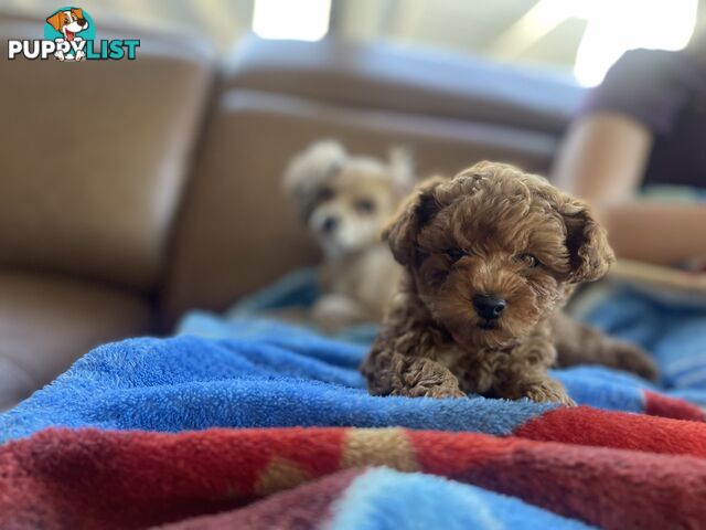 Tiny Treasure: Adorable Poodle-Chihuahua Mix Puppy for sale