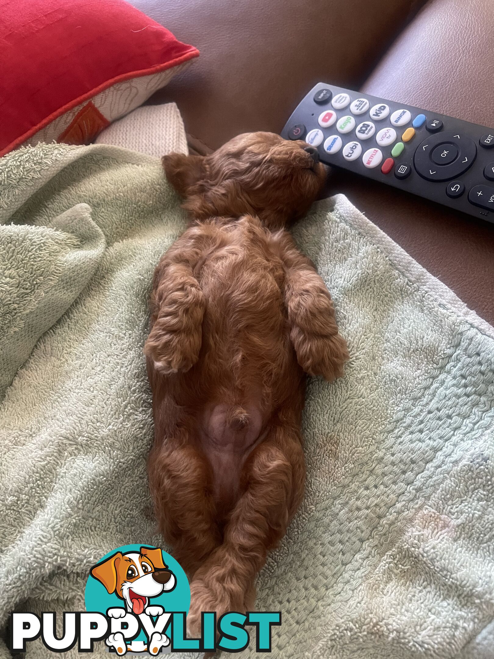 Tiny Treasure: Adorable Poodle-Chihuahua Mix Puppy for sale