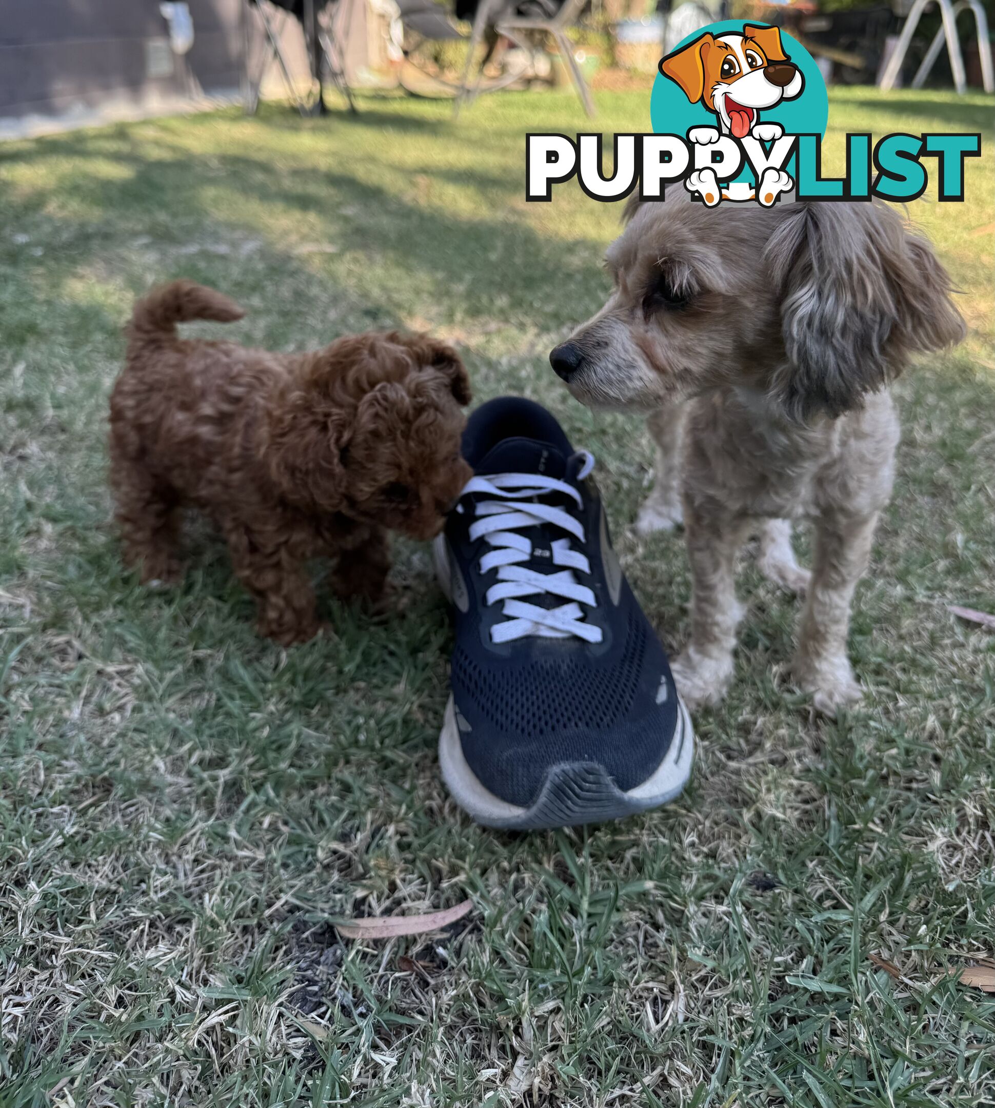 Tiny Treasure: Adorable Poodle-Chihuahua Mix Puppy for sale