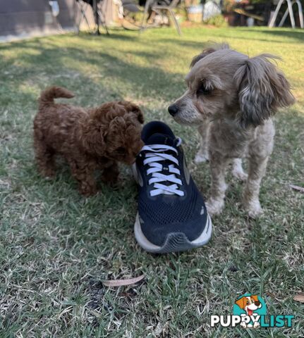 Tiny Treasure: Adorable Poodle-Chihuahua Mix Puppy for sale