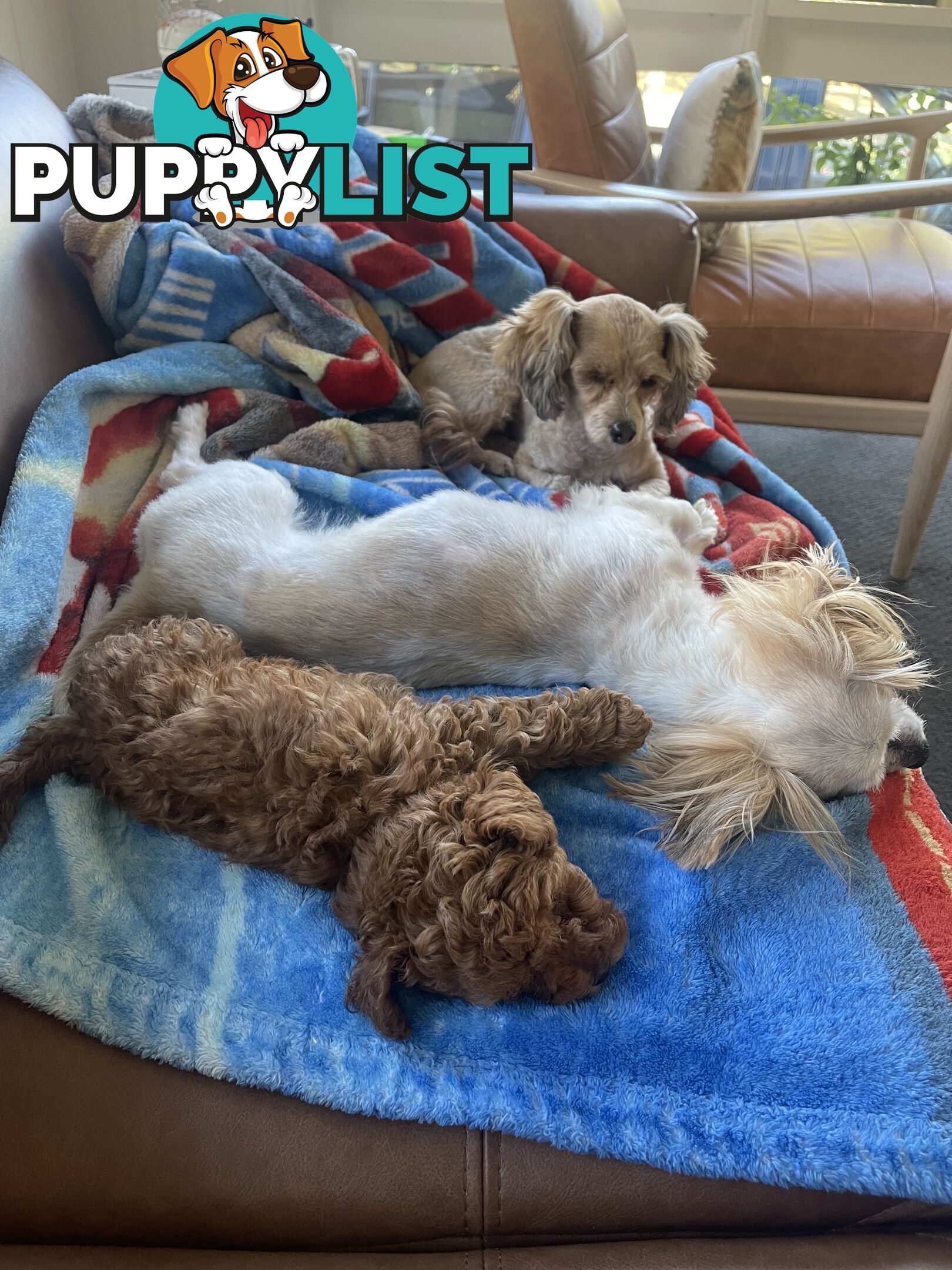 Tiny Treasure: Adorable Poodle-Chihuahua Mix Puppy for sale