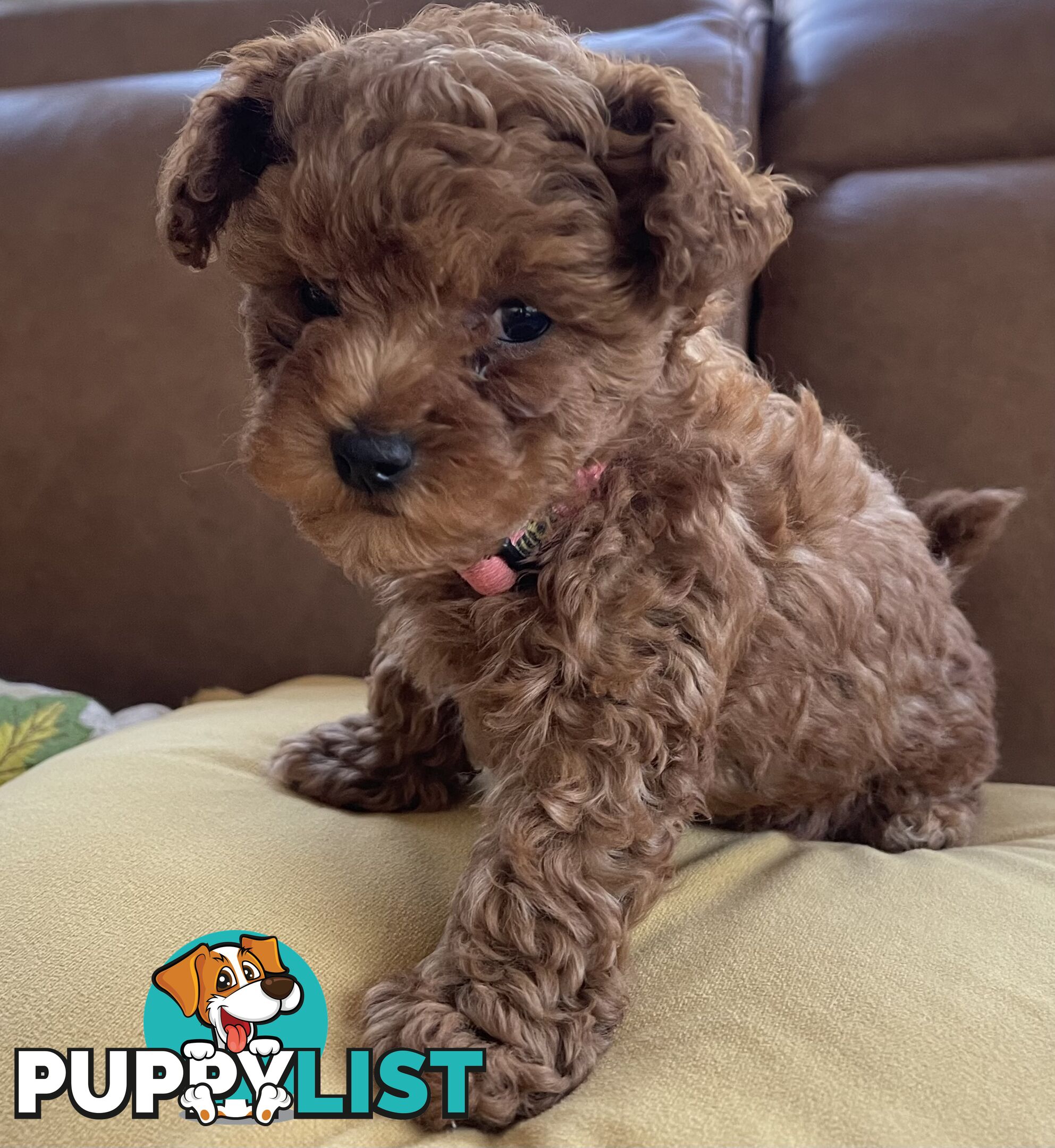 Tiny Treasure: Adorable Poodle-Chihuahua Mix Puppy for sale