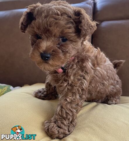 Tiny Treasure: Adorable Poodle-Chihuahua Mix Puppy for sale