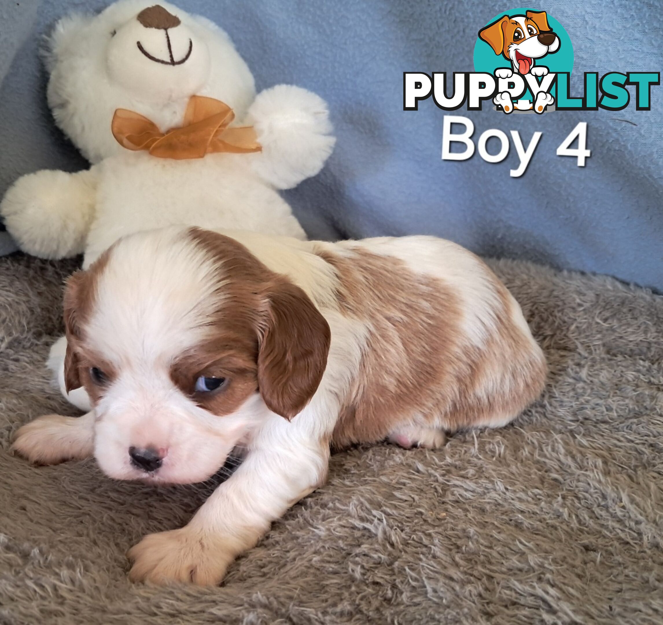 Cavalier King Charles Spaniels