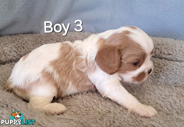 Cavalier King Charles Spaniels