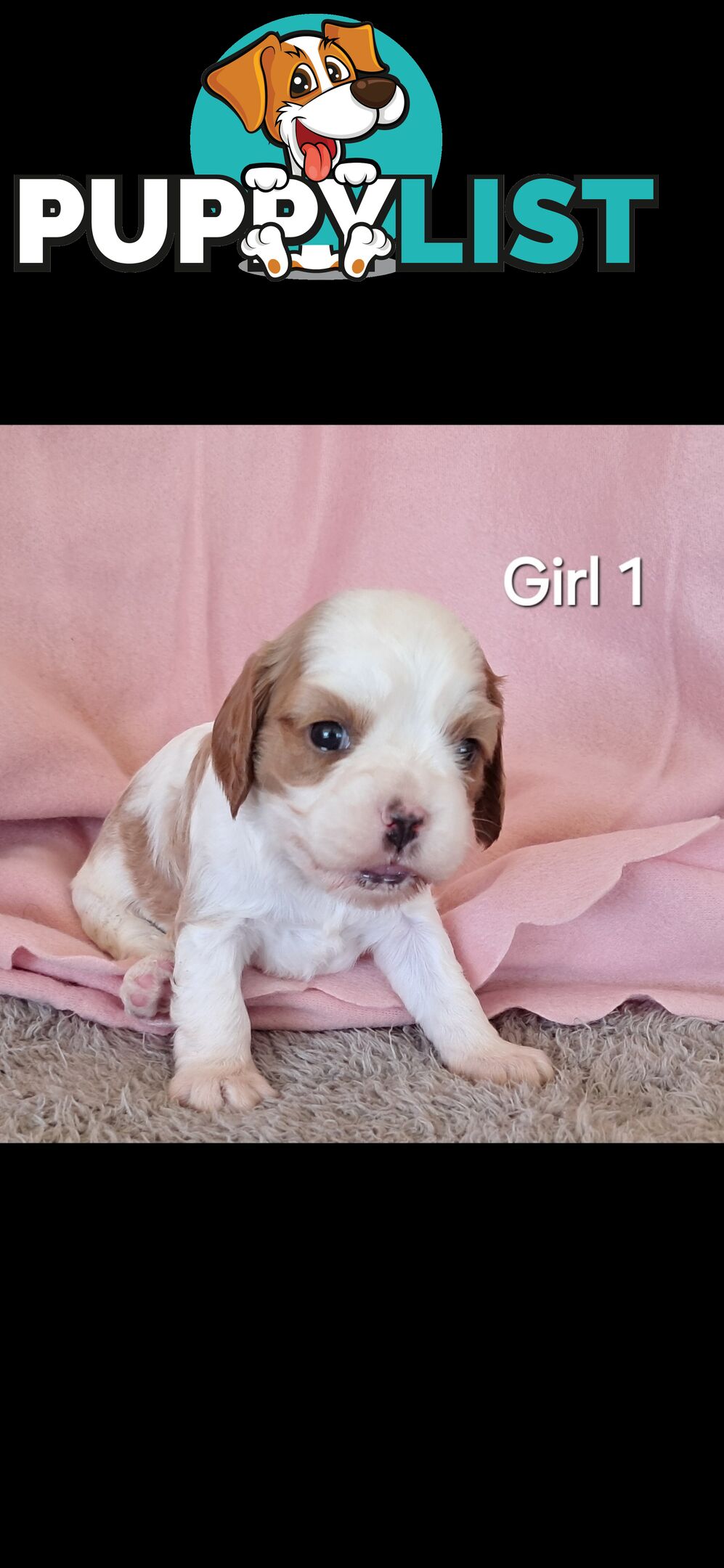 Cavalier King Charles Spaniels