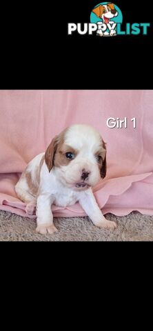 Cavalier King Charles Spaniels