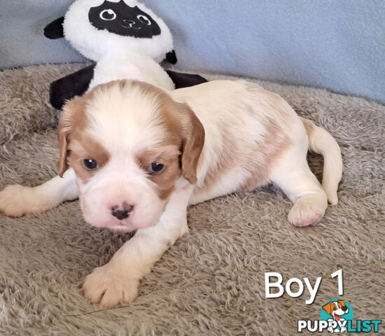 Cavalier King Charles Spaniels