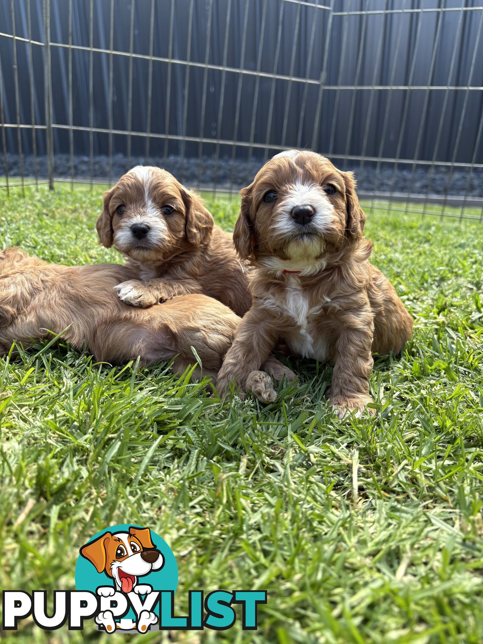 Toy Cavoodle puppies