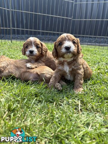 Toy Cavoodle puppies