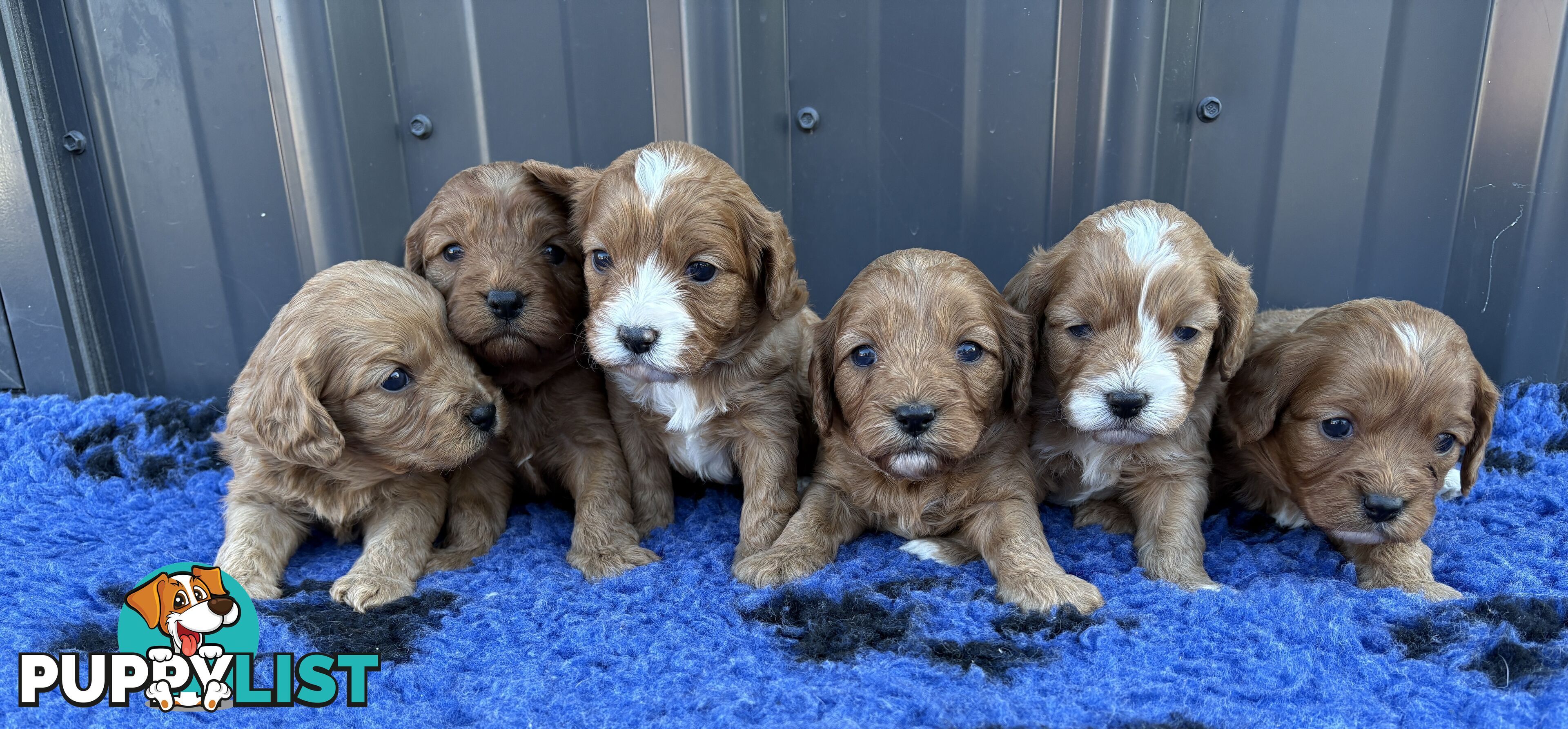 Toy Cavoodle puppies