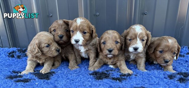 Toy Cavoodle puppies