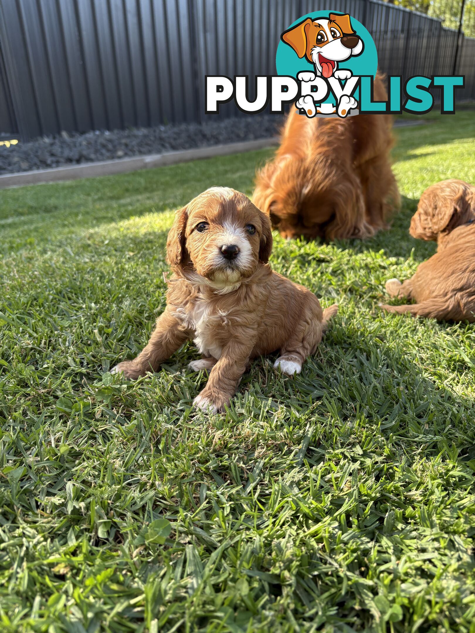 Toy Cavoodle puppies