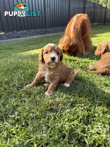 Toy Cavoodle puppies