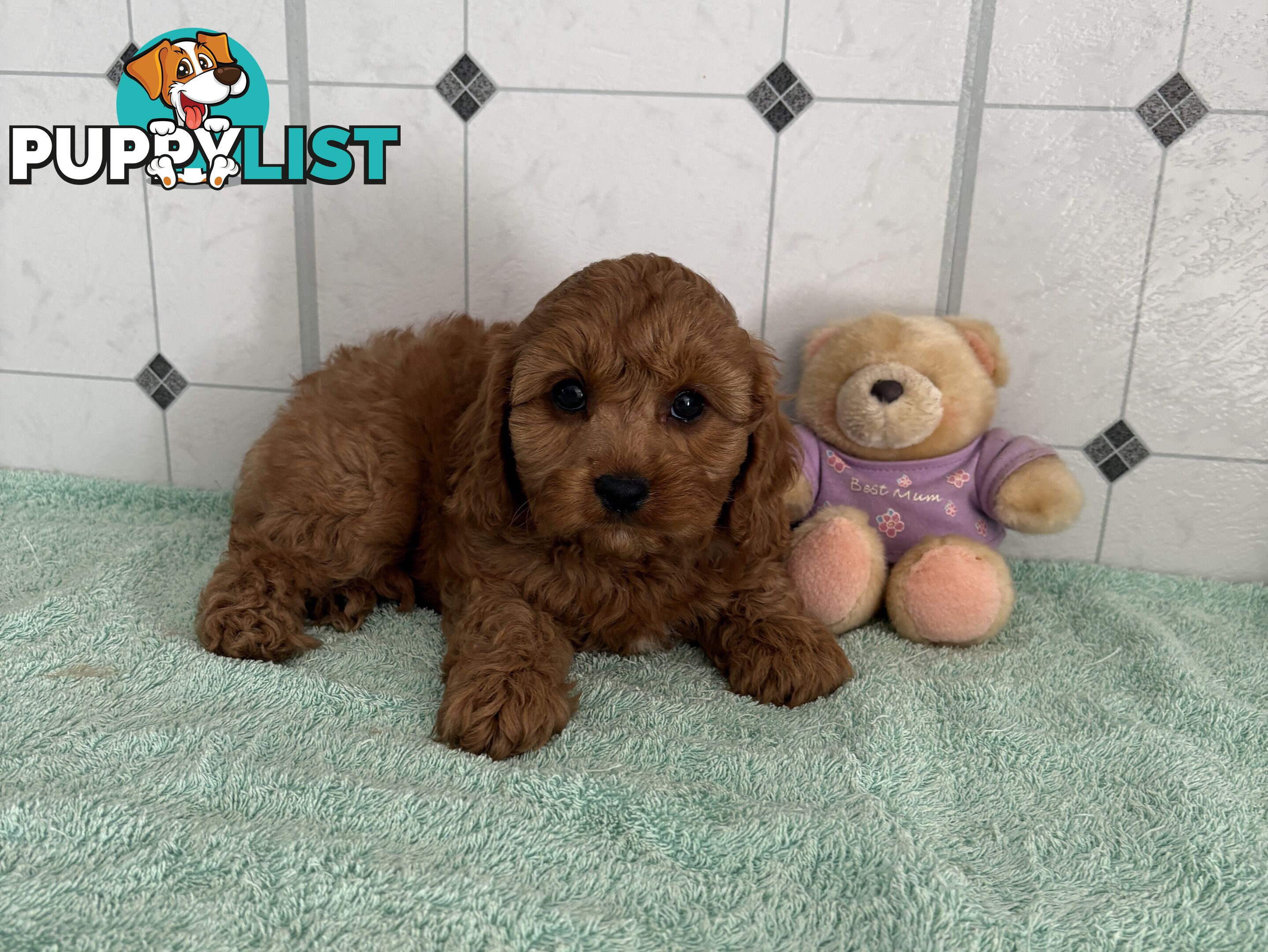 Toy Cavoodle puppies