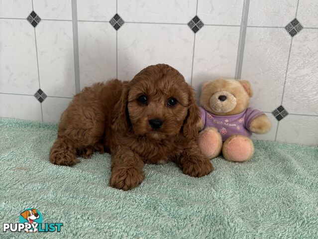 Toy Cavoodle puppies