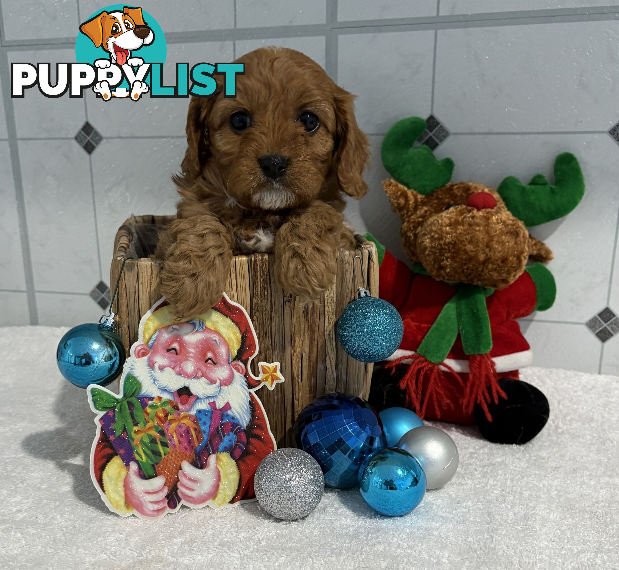 Toy Cavoodle puppies