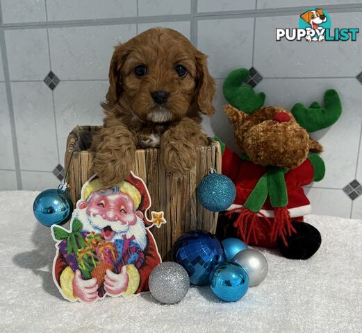 Toy Cavoodle puppies