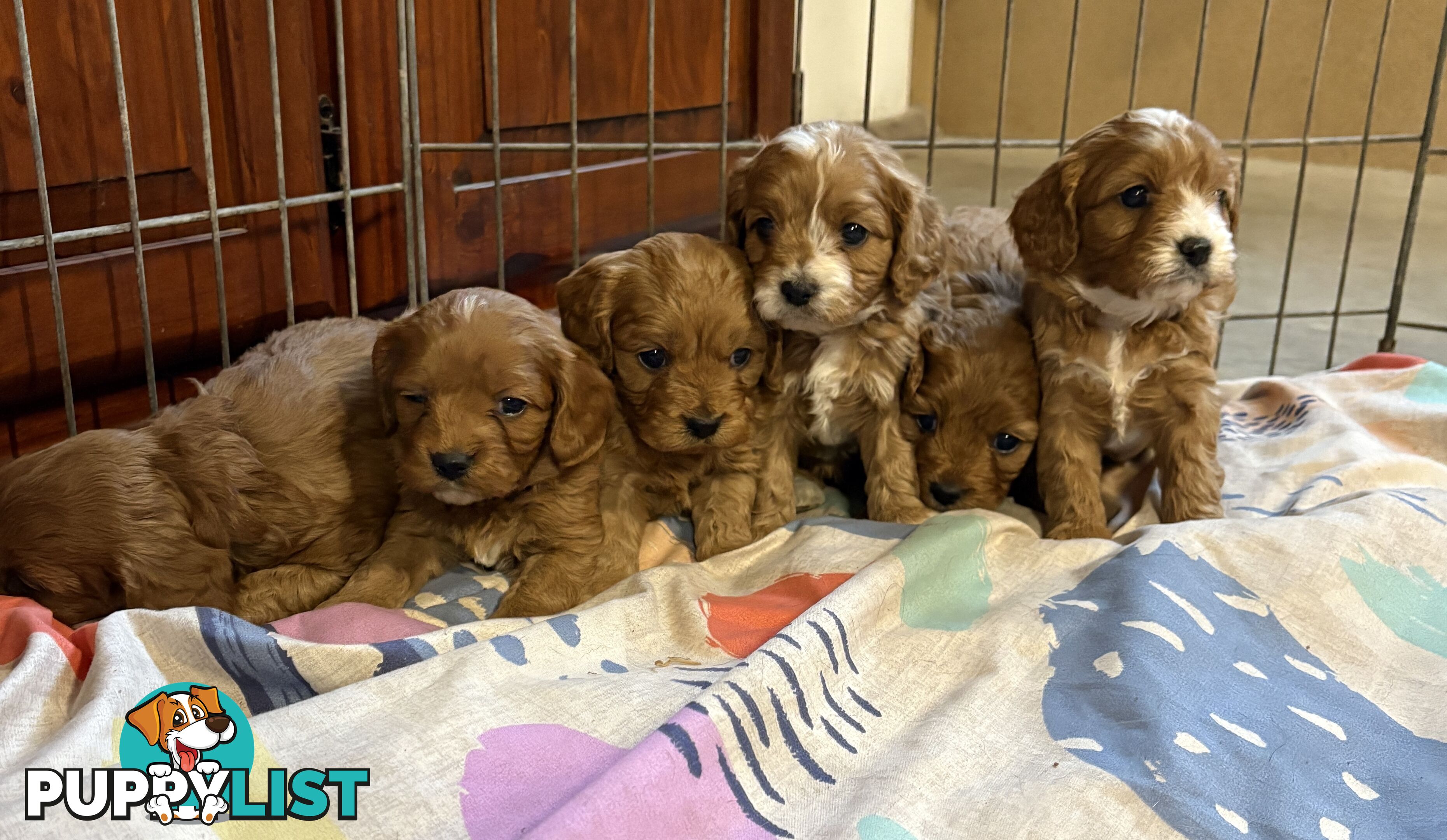 Toy Cavoodle puppies