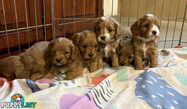 Toy Cavoodle puppies