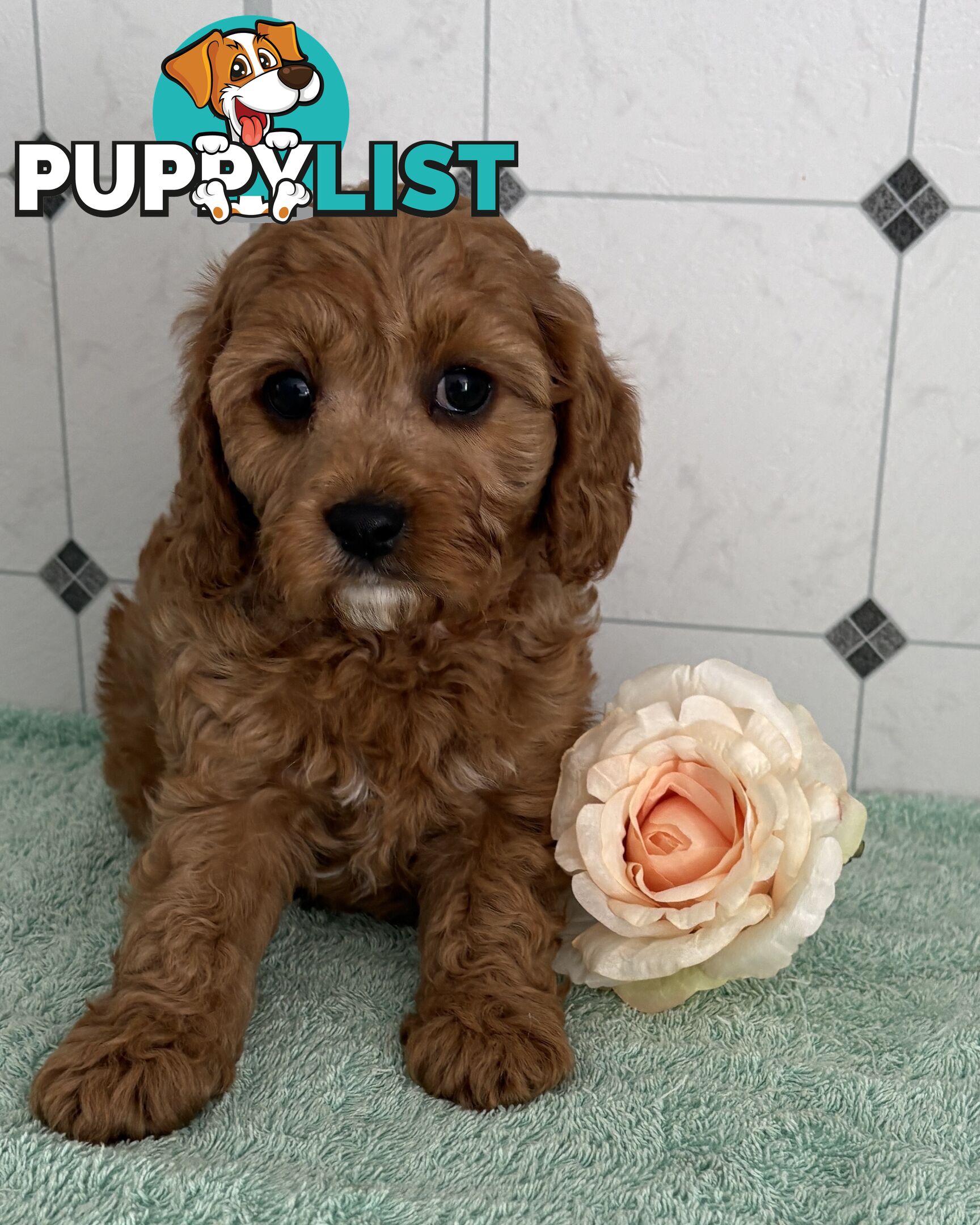 Toy Cavoodle puppies