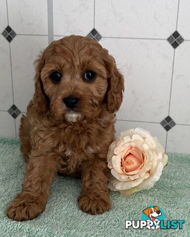 Toy Cavoodle puppies