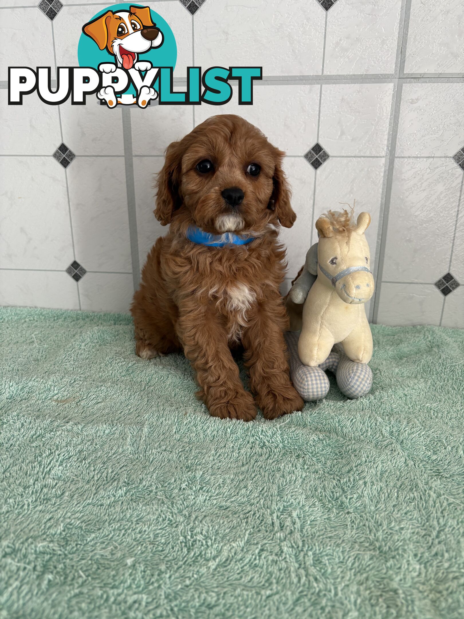 Toy Cavoodle puppies