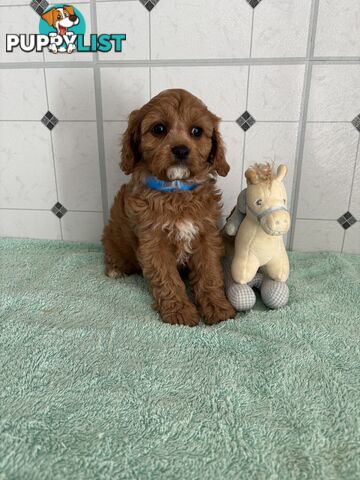 Toy Cavoodle puppies