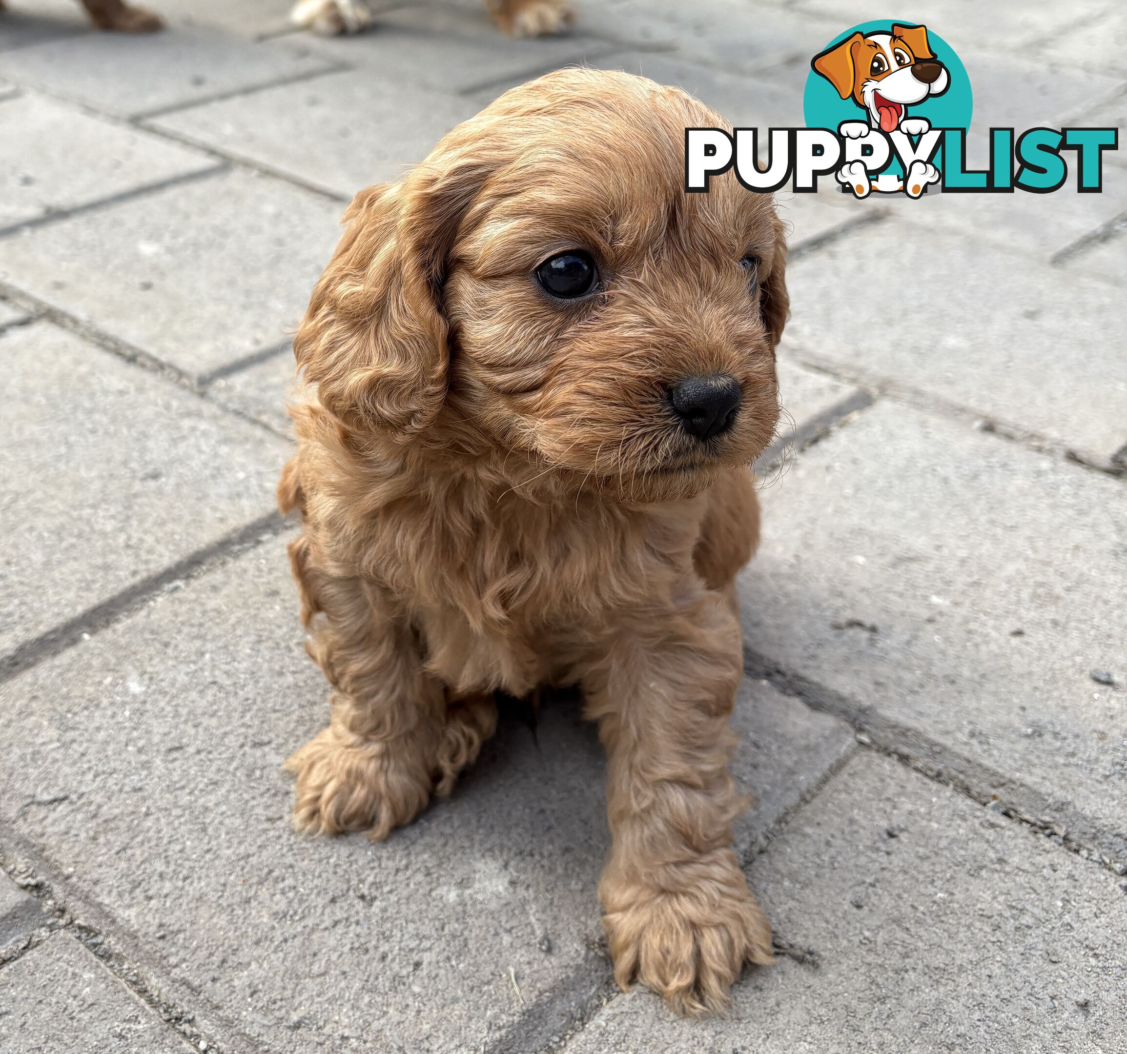 Toy Cavoodle puppies