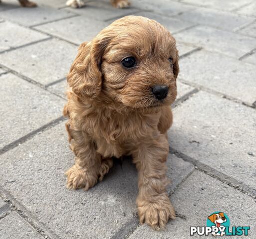 Toy Cavoodle puppies