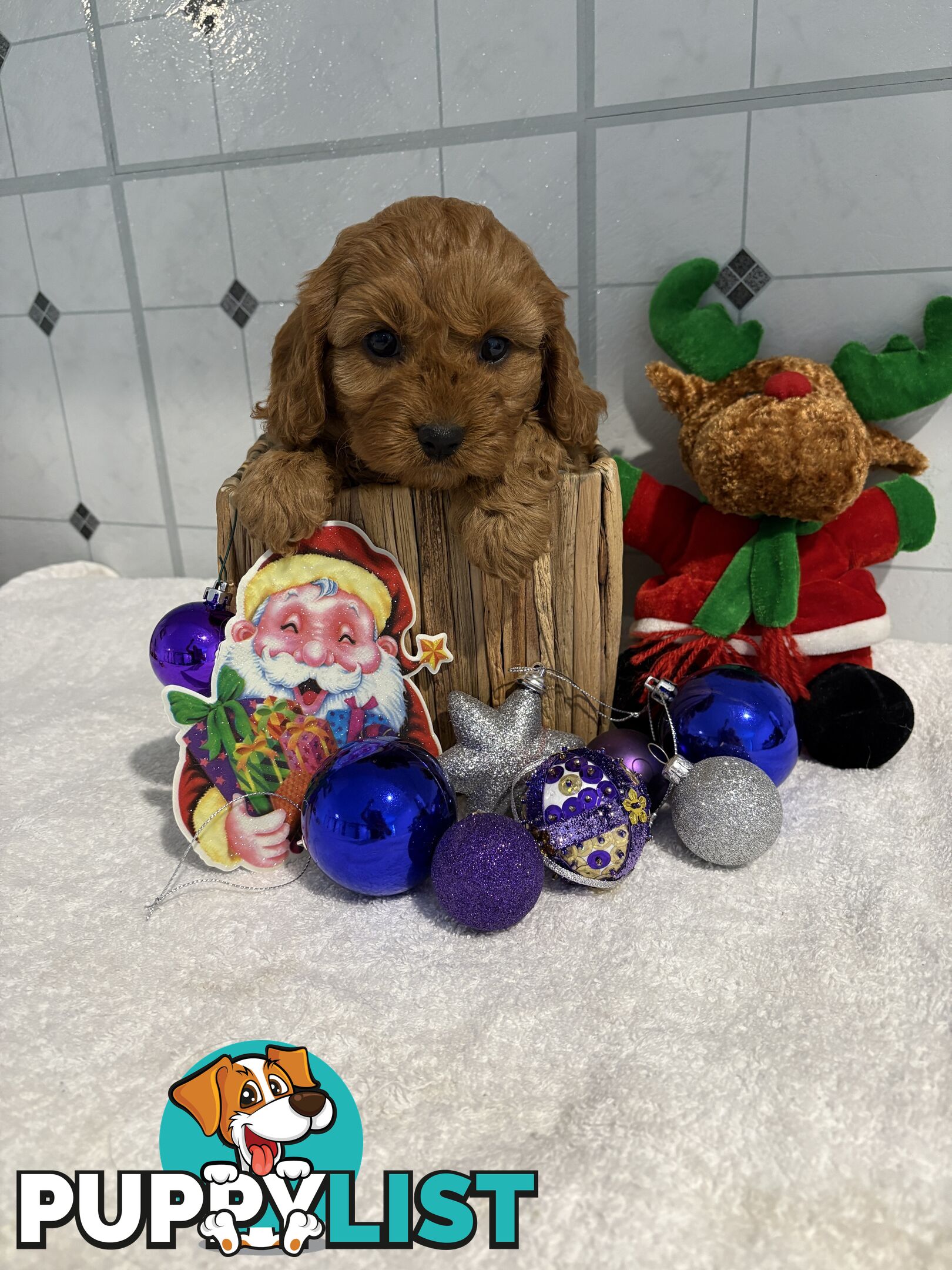 Toy Cavoodle puppies