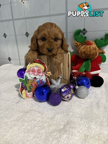 Toy Cavoodle puppies