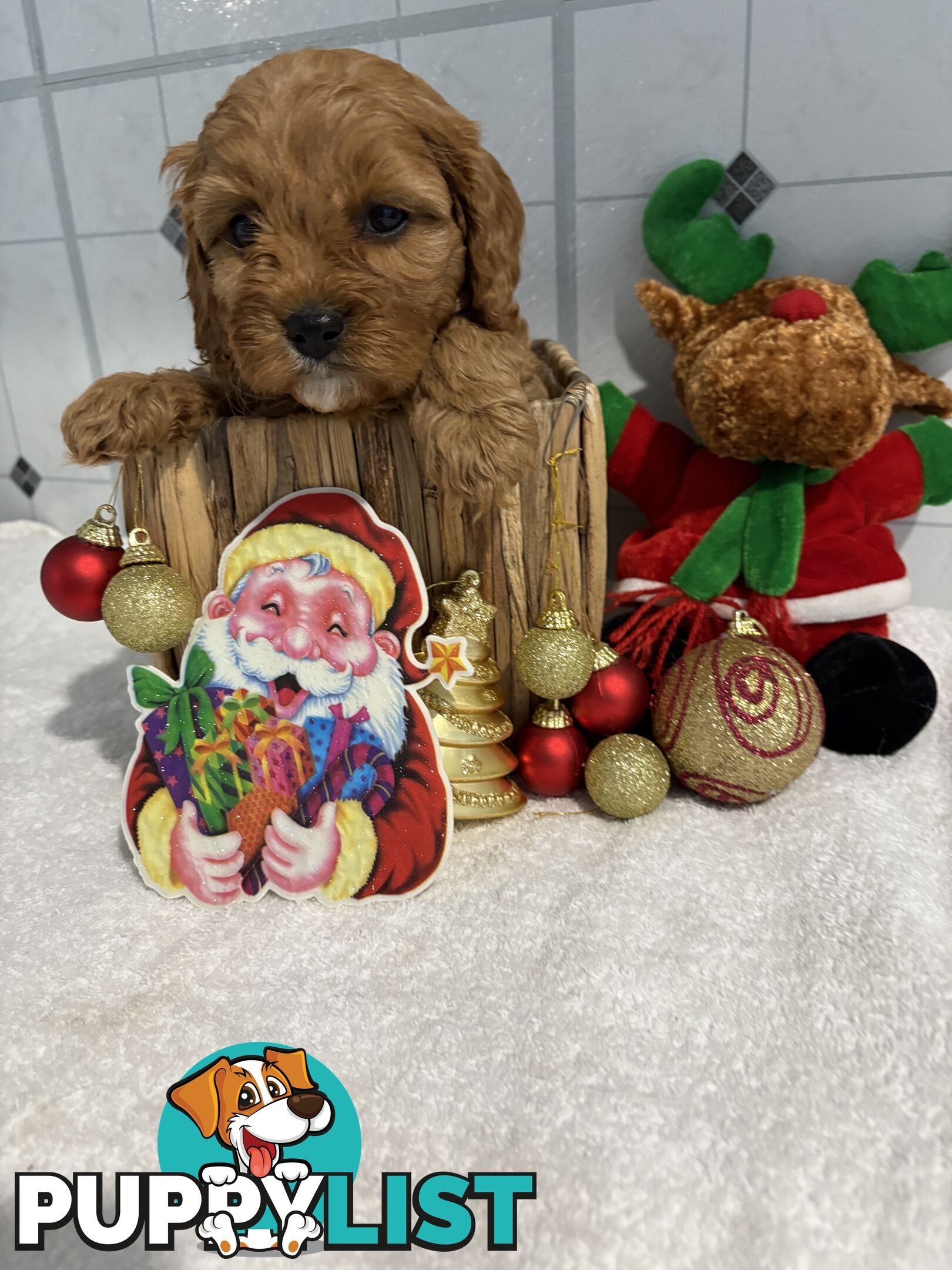 Toy Cavoodle puppies