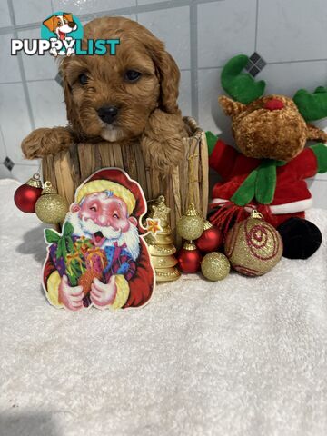 Toy Cavoodle puppies