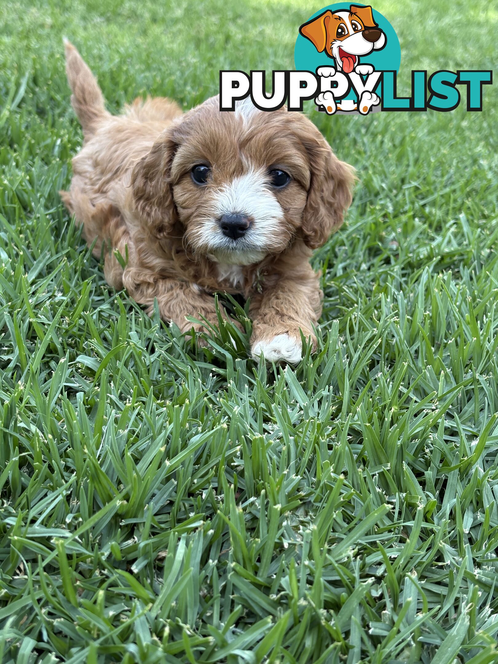 Toy Cavoodle puppies