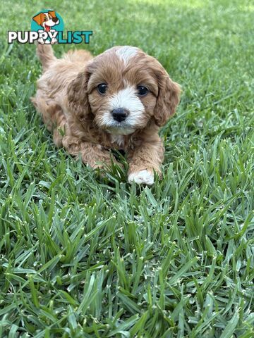 Toy Cavoodle puppies