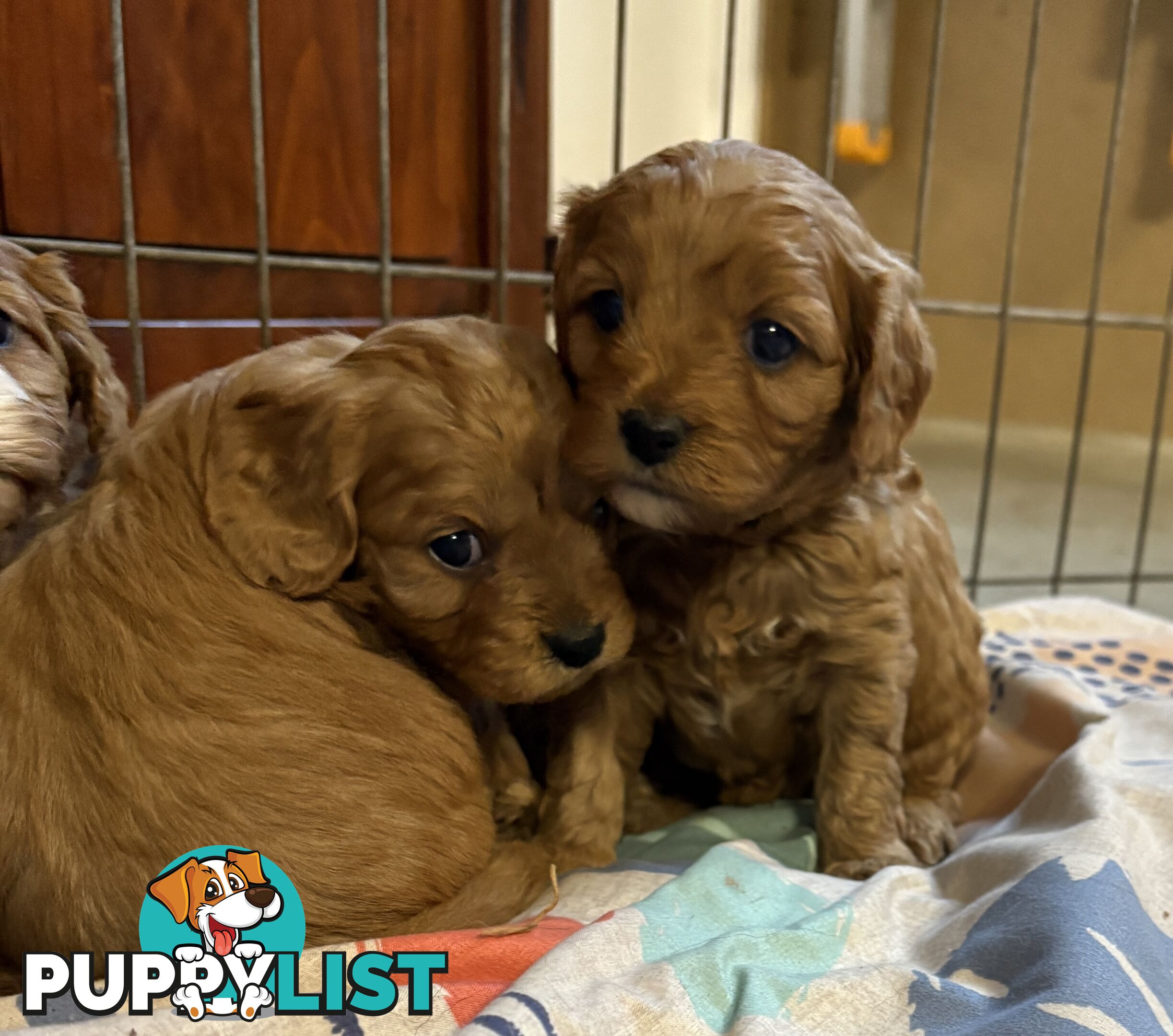 Toy Cavoodle puppies