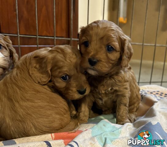 Toy Cavoodle puppies