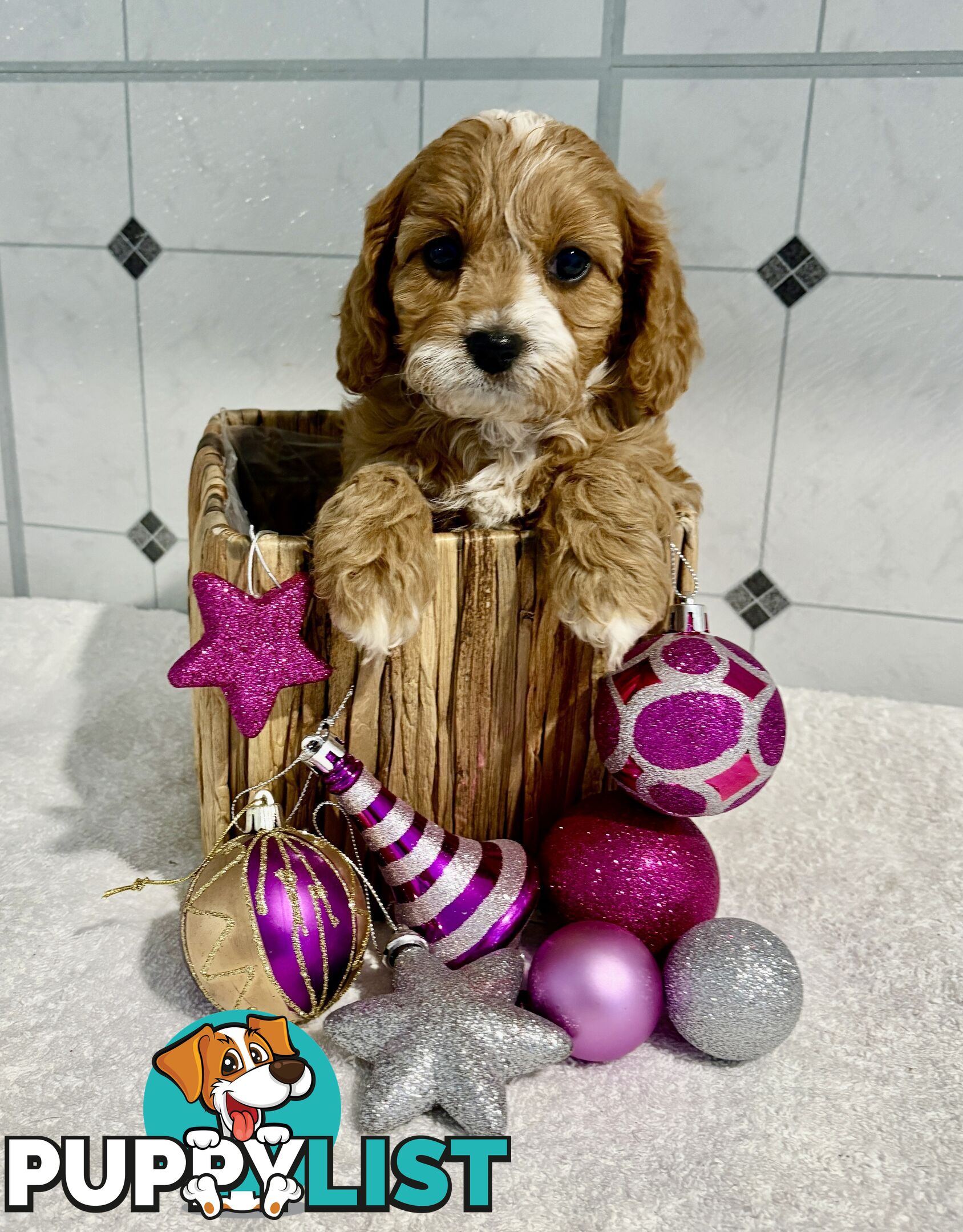 Toy Cavoodle puppies