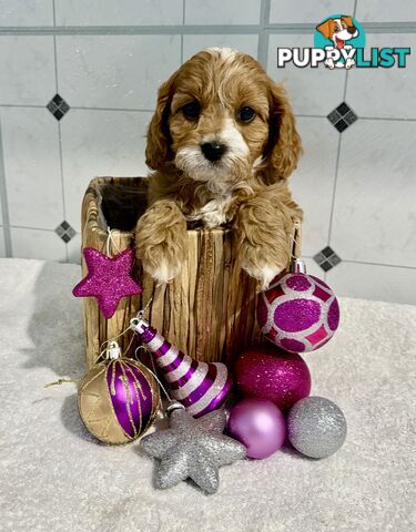 Toy Cavoodle puppies