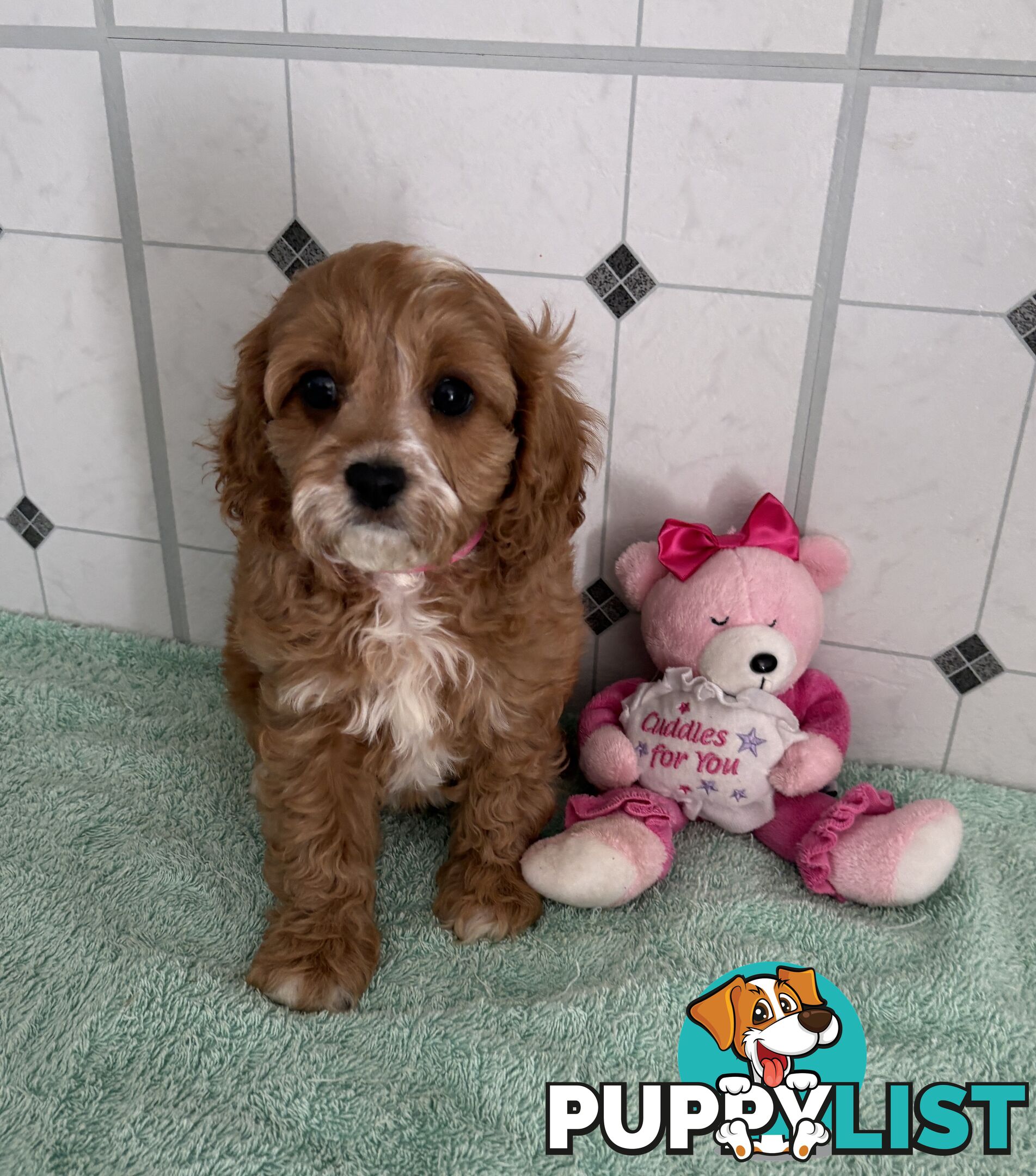 Toy Cavoodle puppies