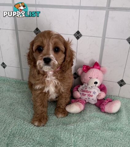 Toy Cavoodle puppies