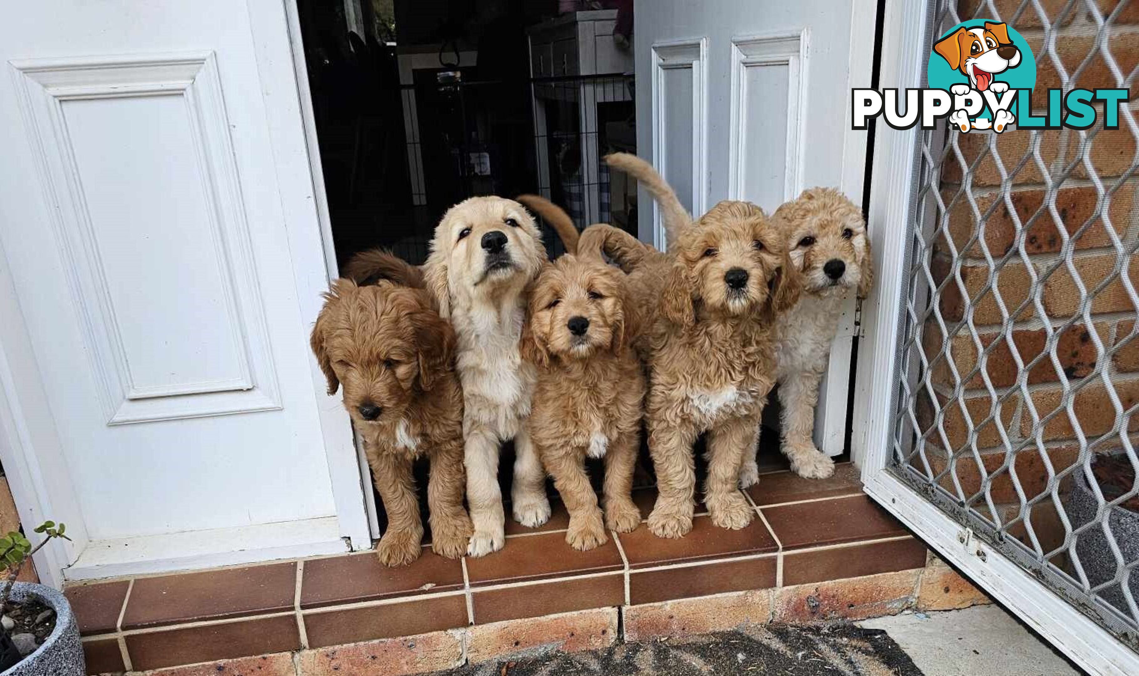 Groodle puppies for sale