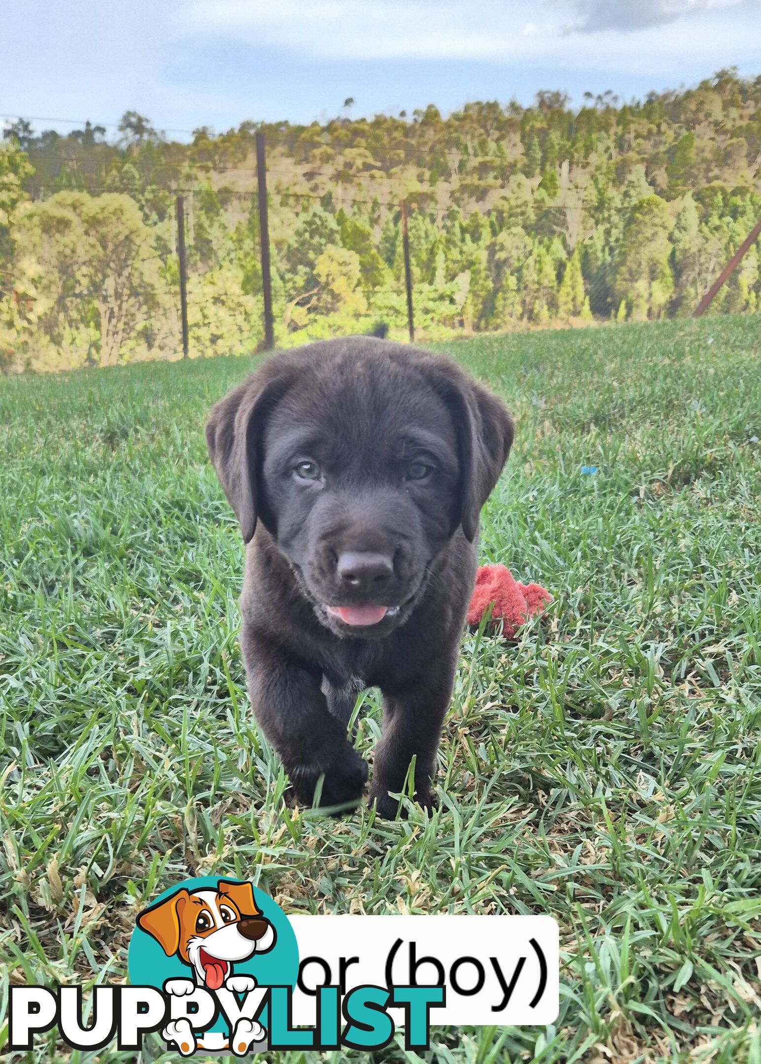 Chocolate Labrador Puppies