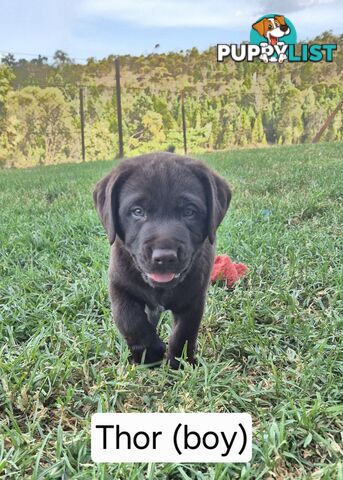 Chocolate Labrador Puppies