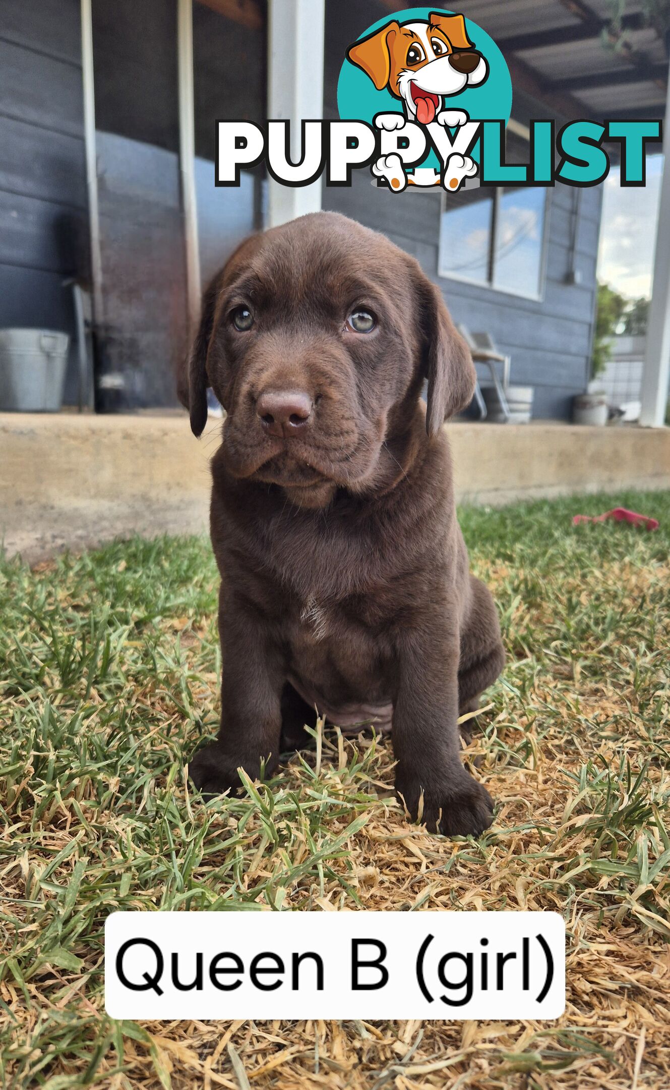 Chocolate Labrador Puppies